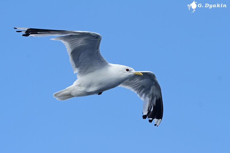 Common Gull by Gennadiy Dyakin, Estonia - Birds of Eurasia