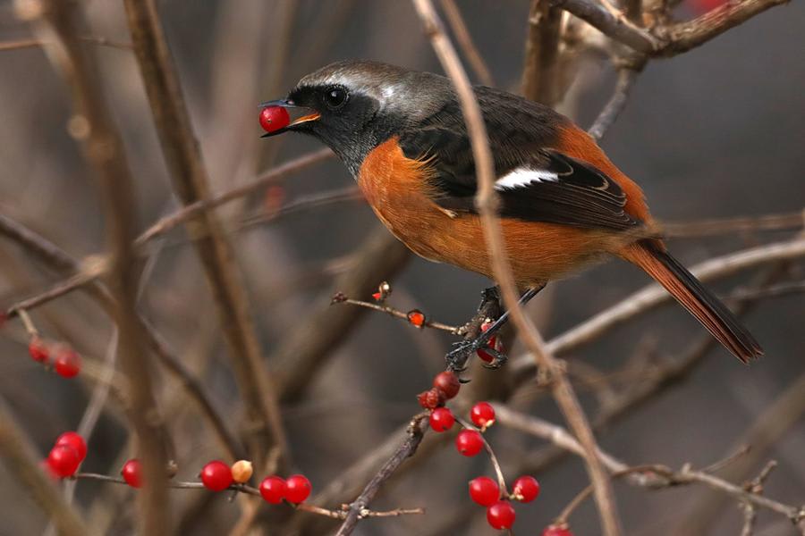 Daurian Redstart by Igor Dvurekov, Far East Russia - Birds of Eurasia