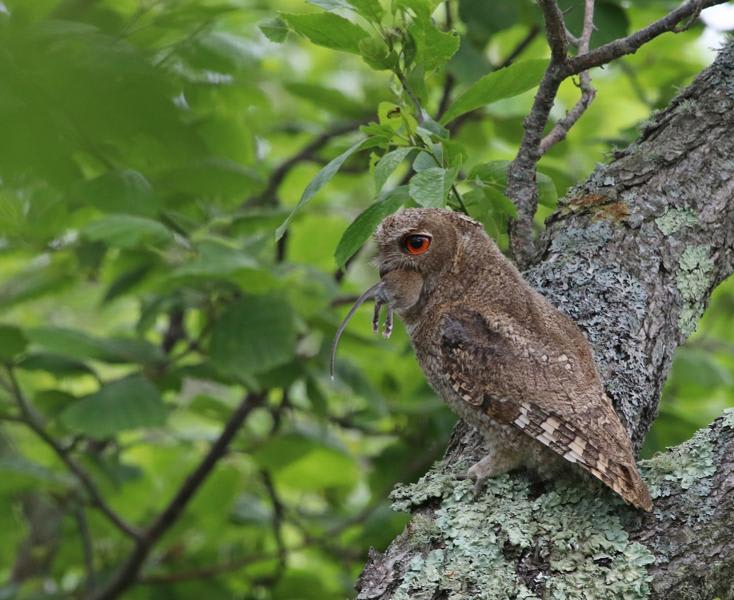 Everett's Scops-Owl by Valery Shokhrin, Far East Russia - Birds of Eurasia