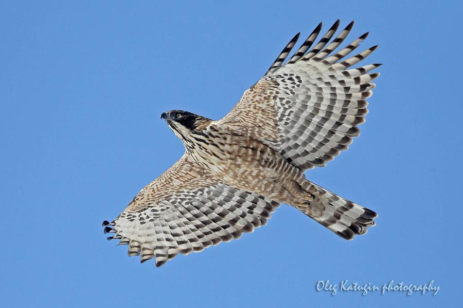 Mountain Hawk-Eagle by Oleg Katugin, Far East Russia - Birds of Eurasia