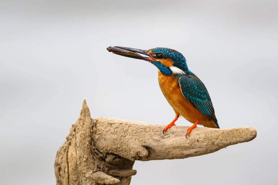 Common Kingfisher by Ivan Borovkov, Far East Russia - Birds of Eurasia