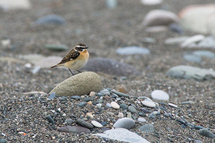 Whinchat by Alexander Erdmann, Georgia - Birds of Eurasia