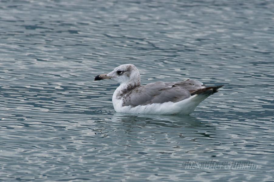 Pallas's Gull by Alexander Erdmann, Georgia - Birds of Eurasia