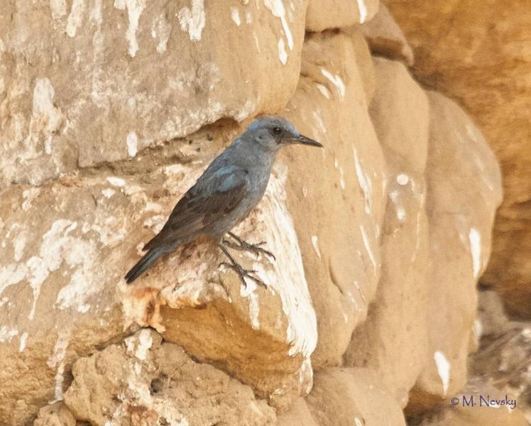 Blue Rock-thrush by Michael Nevski, Georgia - Birds of Eurasia