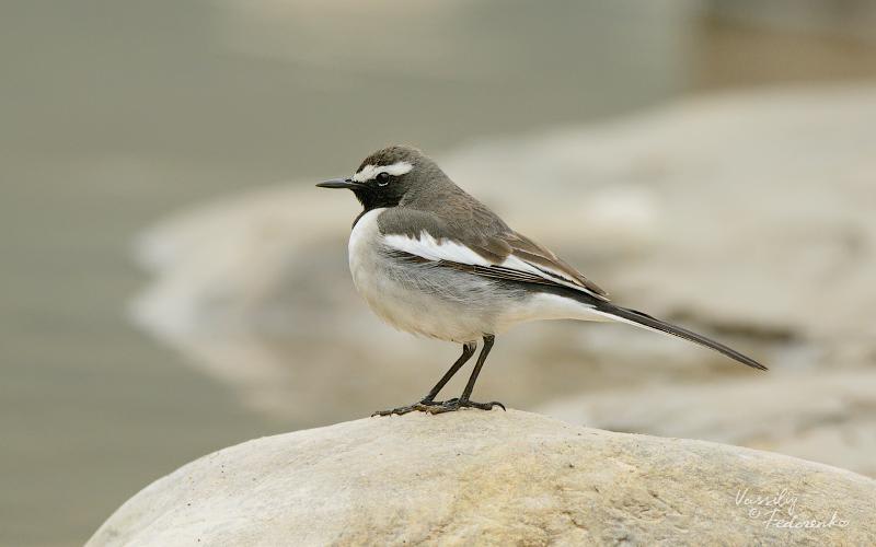 White-browed Wagtail by Vassiliy Fedorenko, India - Birds of Eurasia