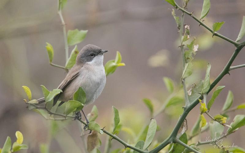 Lesser Whitethroat by Vassiliy Fedorenko, India - Birds of Eurasia