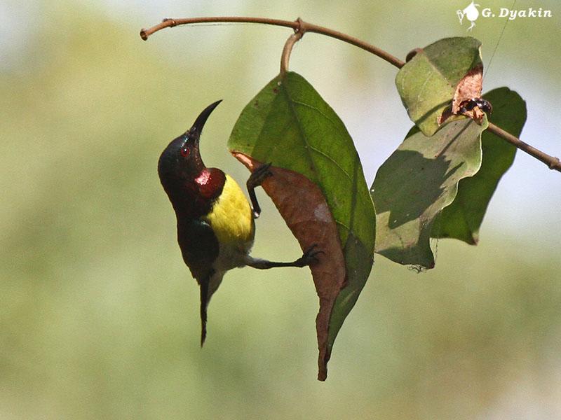Purple-rumped Sunbird by Gennadiy Dyakin, India - Birds of Eurasia