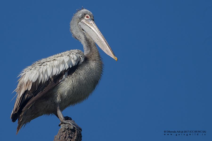 Spot-billed Pelican by Dibyendu Ash, India - Birds of Eurasia
