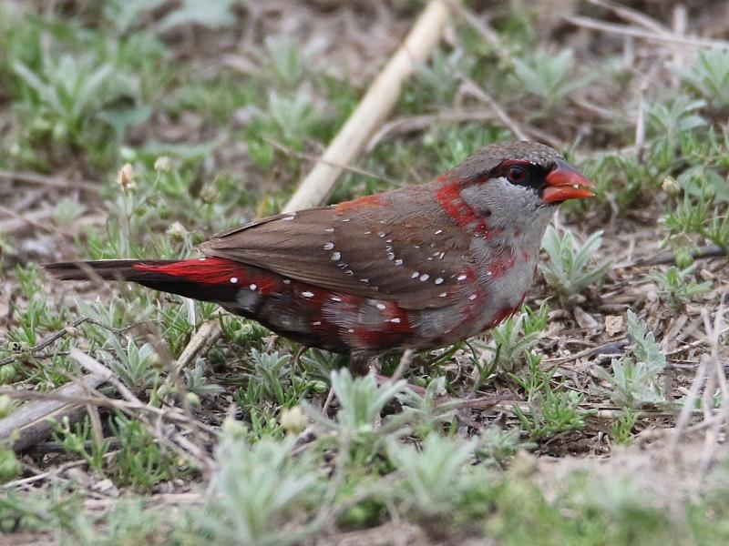 Red Avadavat by Pavel Parkhaev, India - Birds of Eurasia