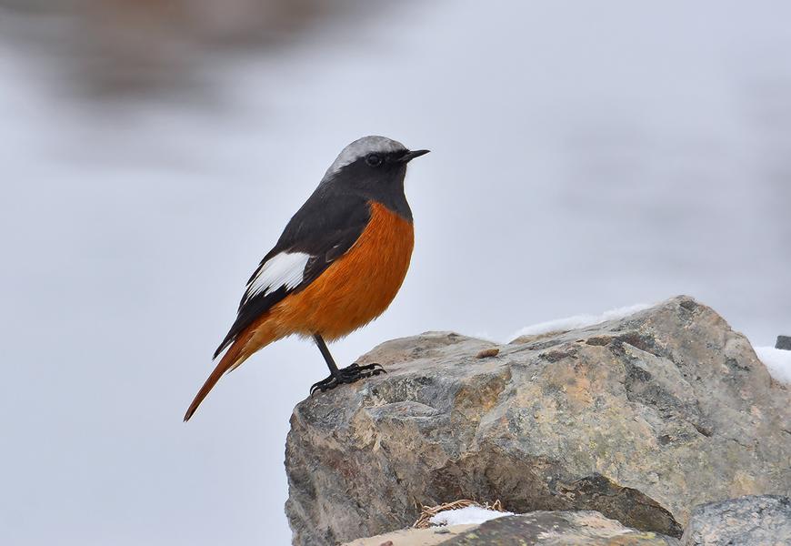 Guldenstadt's Redstart by Andrey Kovalenko, Kazakhstan - Birds of Eurasia