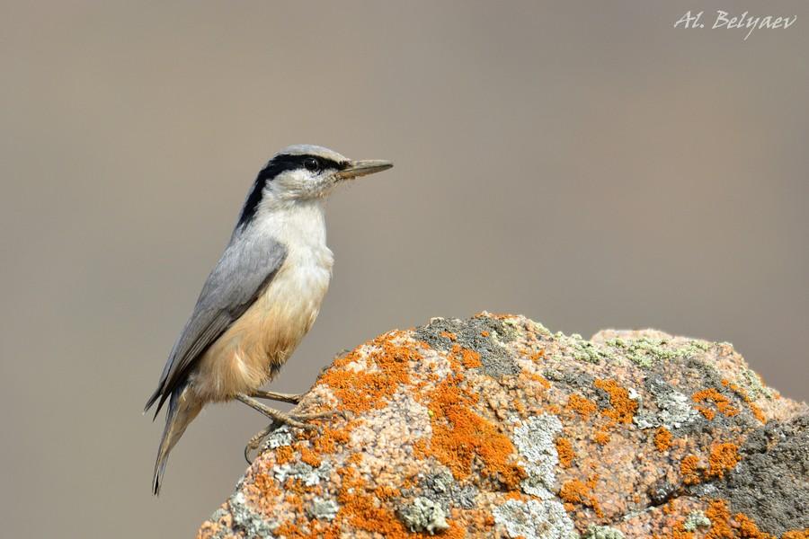 Eastern Rock Nuthatch by Alexandr Belyaev, Kazakhstan - Birds of Eurasia
