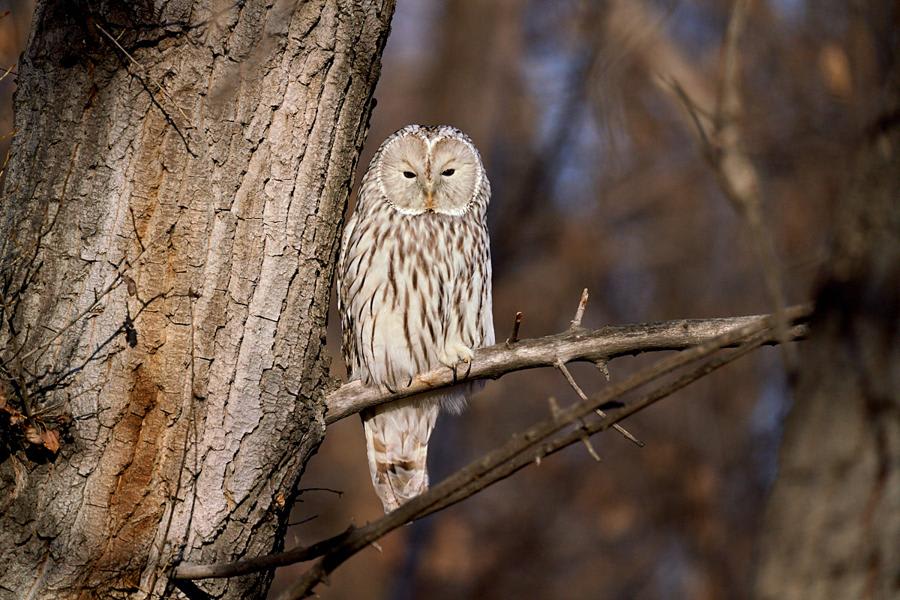Ural Owl by Andrei Kuryashkin, Kazakhstan - Birds of Eurasia