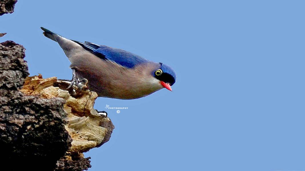 Velvet-Fronted Nuthatch by Dr.Jayaprakash V, Kerala India - Birds of Eurasia
