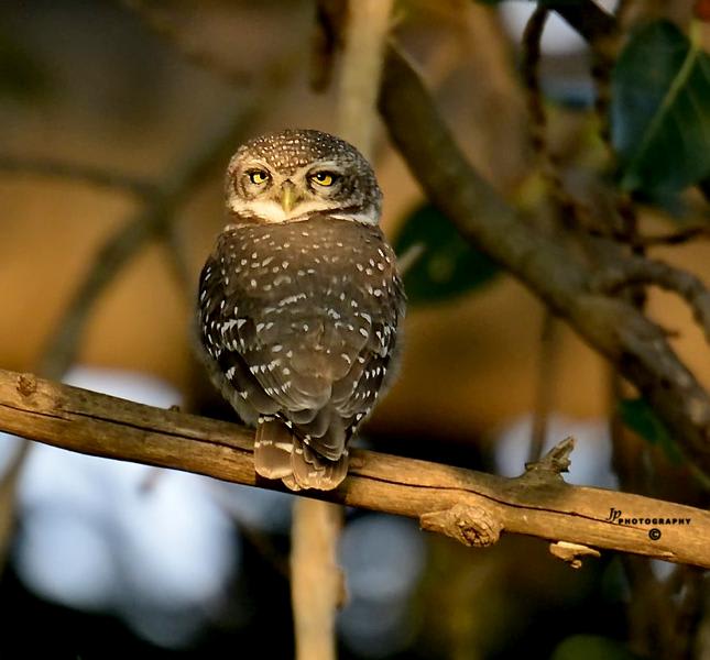 Spotted Owlet by Dr.Jayaprakash V, Kerala India - Birds of Eurasia