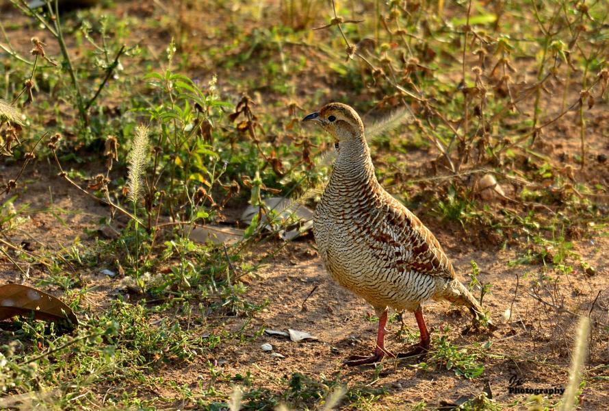 Grey Francolin by Dr.Jayaprakash V, Kerala India - Birds of Eurasia
