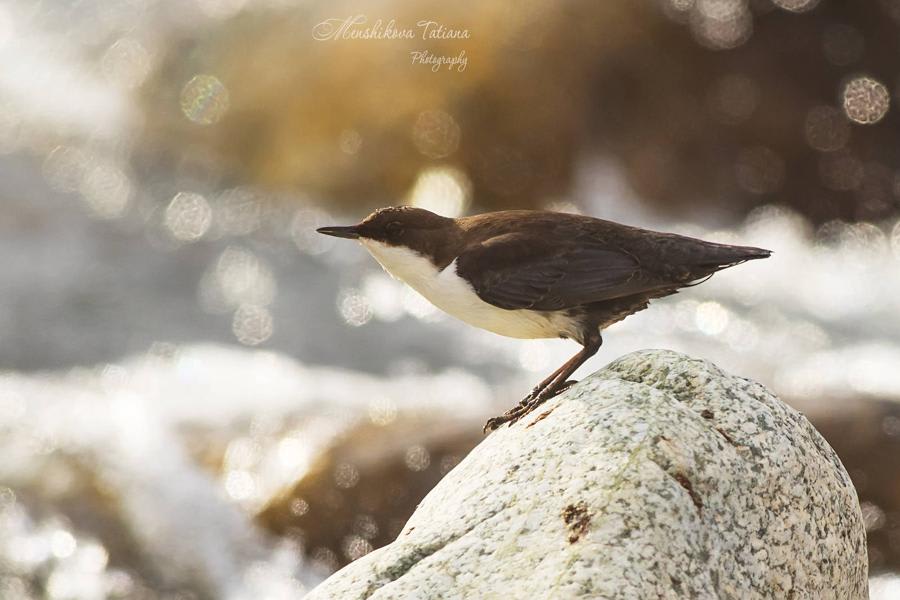 Eurasian Dipper by Tatiana Menshikova, Kyrgyzstan - Birds of Eurasia
