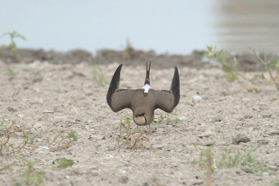 Collared Pratincole by Philippe Campeau, Kyrgyzstan - Birds of Eurasia