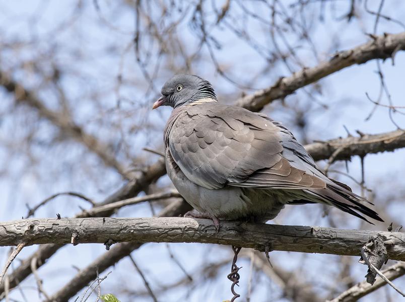 Wood Pigeon by Grigory Khasanov, Kyrgyzstan - Birds of Eurasia