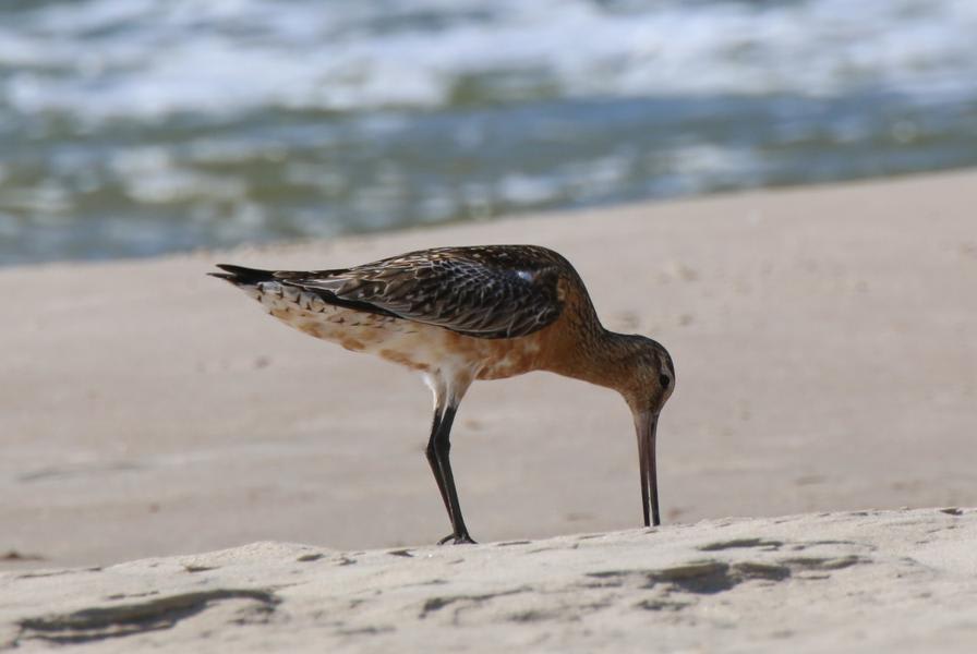 Bar-tailed Godwit by Sergey Simonov, Latvia - Birds of Eurasia