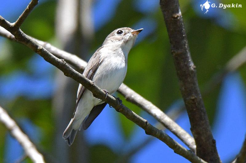 Asian brown flycatcher by Gennadiy Dyakin, Malaysia - Birds of Eurasia