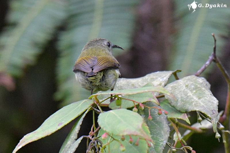 Black-throated sunbird by Gennadiy Dyakin, Malaysia - Birds of Eurasia