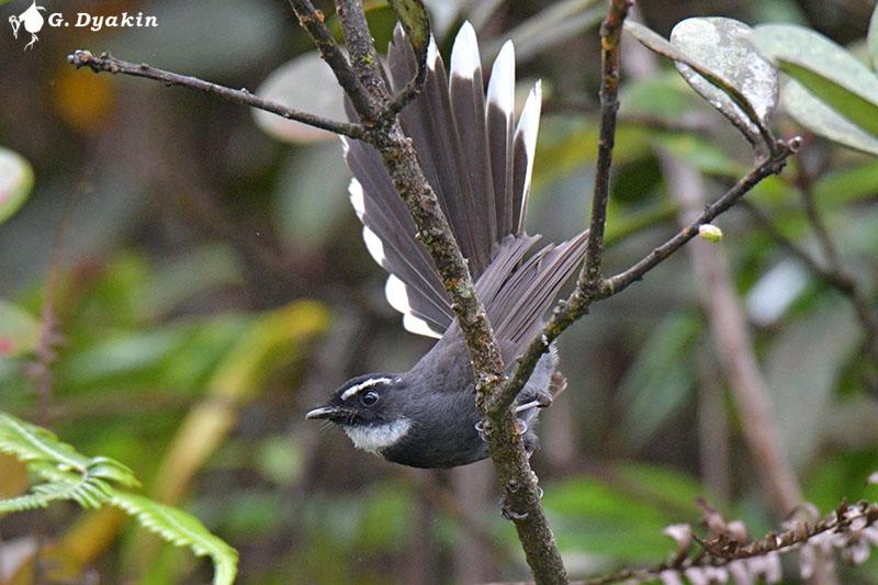 White-throated fantail by Gennadiy Dyakin, Malaysia - Birds of Eurasia
