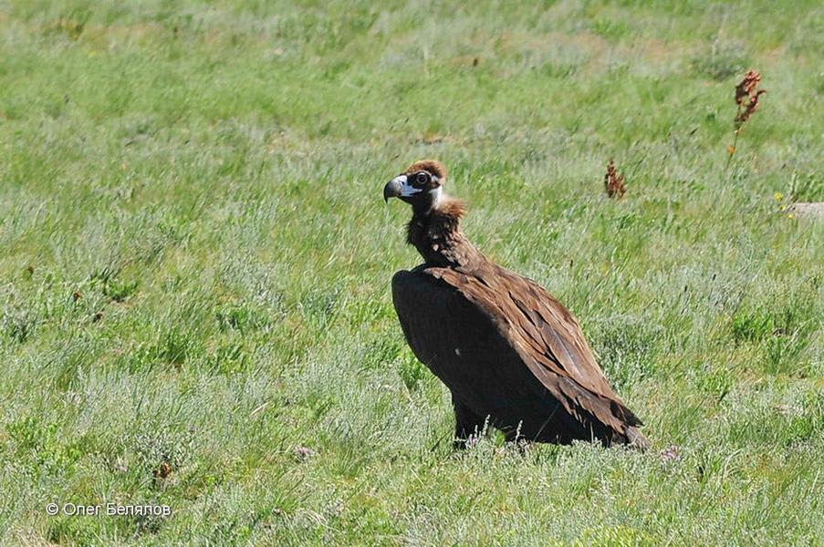 Cinereous Vulture by Oleg Belyalov, Mongolia - Birds of Eurasia