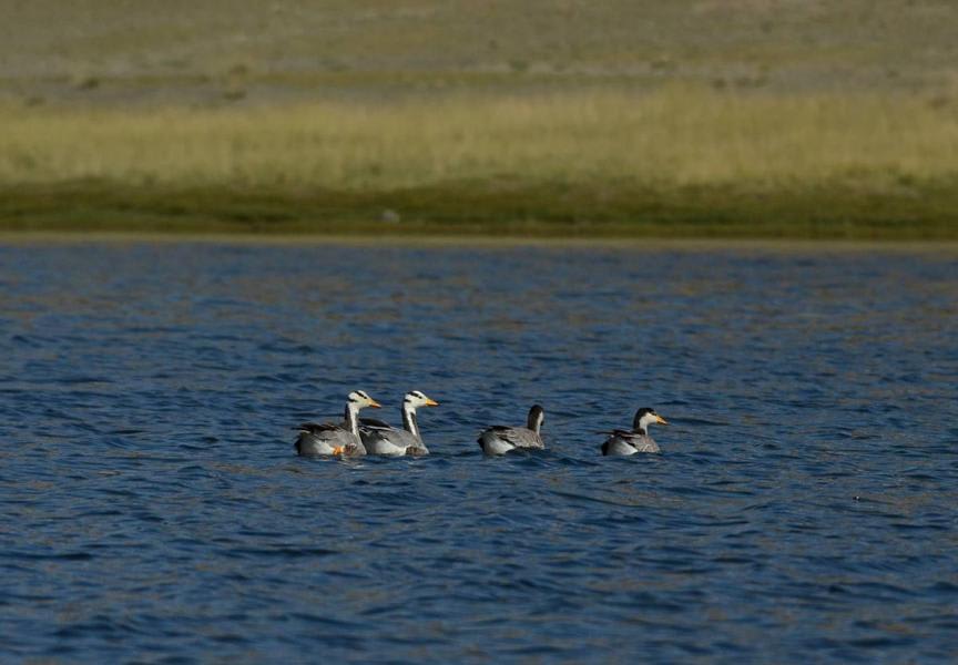 Bar-headed Goose by Pavel Komkov, Mongolia - Birds of Eurasia