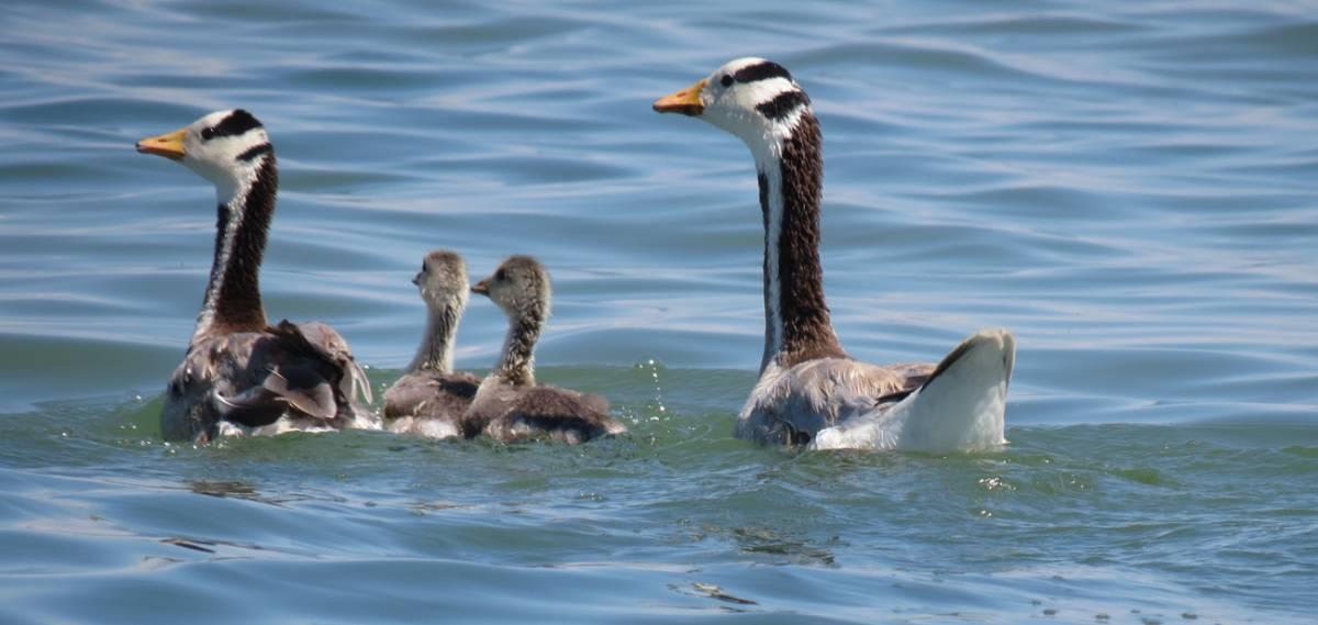 Bar-headed Goose by Tatyana Archimaeva, Mongolia - Birds of Eurasia