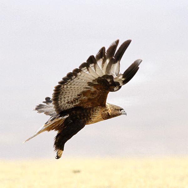 Upland Buzzard by Annie, Qinghai China - Birds of Eurasia
