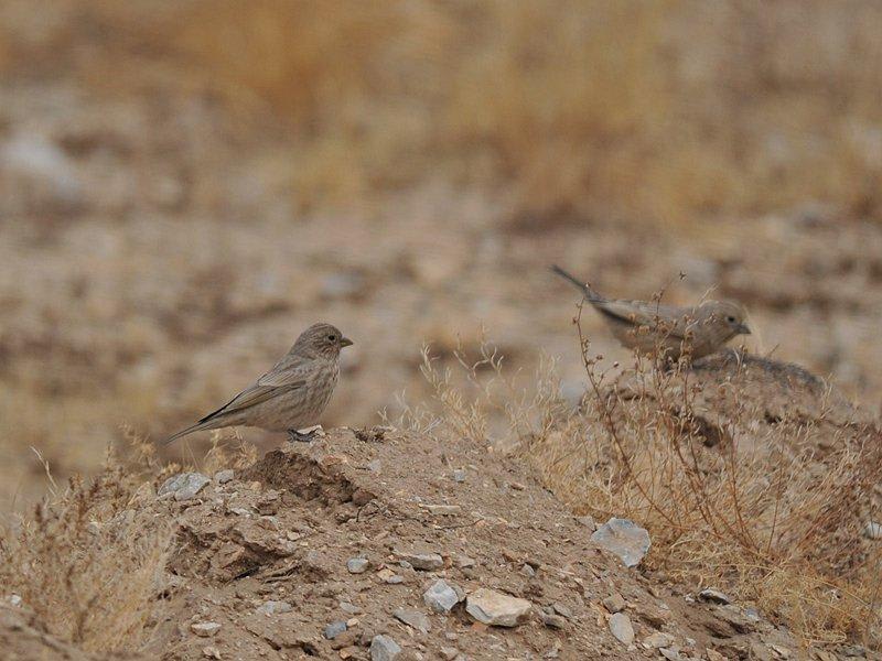 Spotted Great Rosefinch by Annie, Qinghai China - Birds of Eurasia