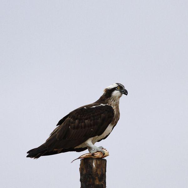 Western Osprey by Annie, Qinghai China - Birds of Eurasia