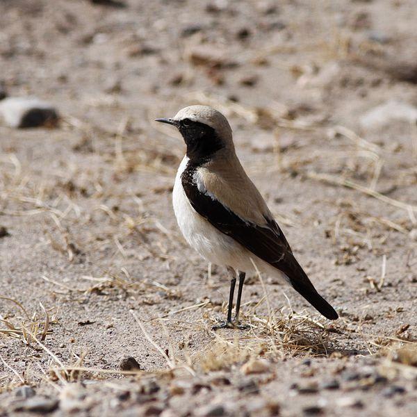 Desert Wheatear by Annie, Qinghai China - Birds of Eurasia