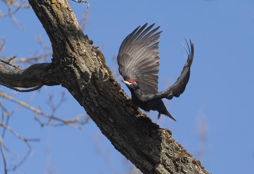 Black Woodpecker by Andrei Kiselev, Europaean part of Russia - Birds of Eurasia