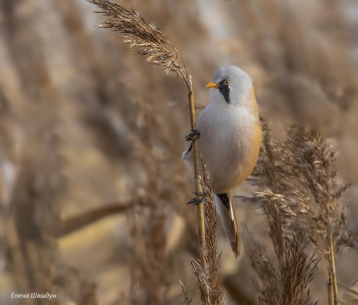Bearded Tit by Elena  Shvydun, Europaean part of Russia - Birds of Eurasia