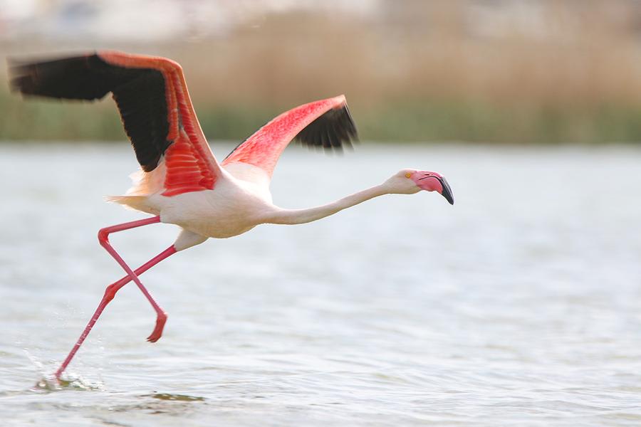 Greater Flamingo by Alexey Sizov, Europaean part of Russia - Birds of Eurasia
