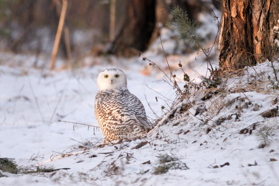 Snowy Owl by Victor Natykanets, Siberia - Birds of Eurasia