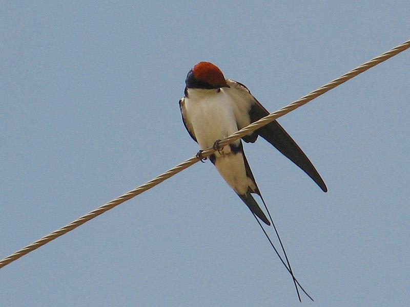 Wire-tailed Swallow by Askar Isabekov, Tajikistan - Birds of Eurasia