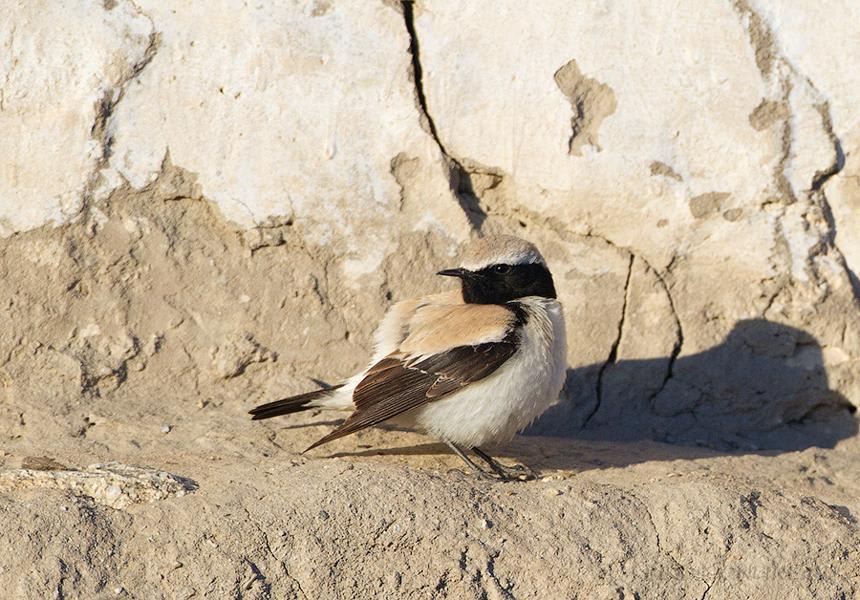 Desert Wheatear by Ilya Ukolov, Tajikistan - Birds of Eurasia