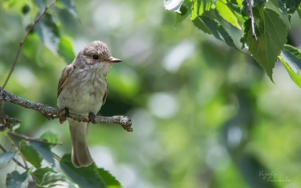 Spotted Flycatcher by Vassiliy Fedorenko, Tajikistan - Birds of Eurasia