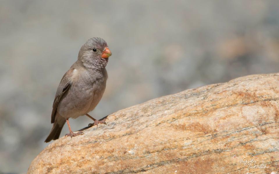 Trumpeter Finch by Vassiliy Fedorenko, Tajikistan - Birds of Eurasia