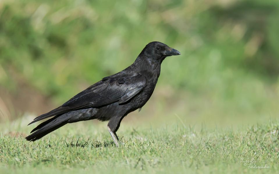 Carrion Crow by Vassiliy Fedorenko, Tajikistan - Birds of Eurasia