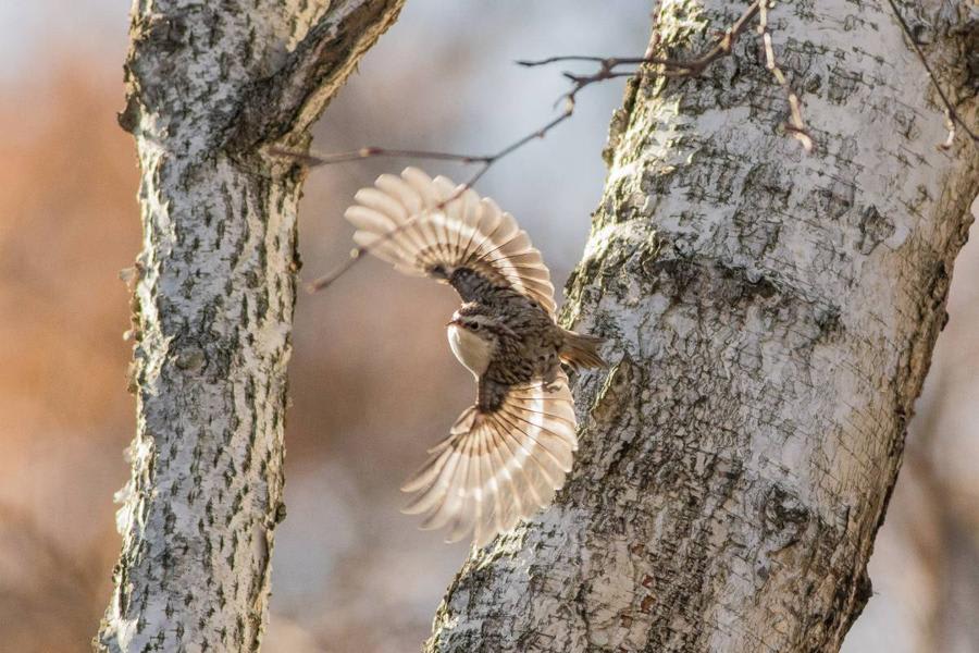 Common Treecreeper by Dmitry Porshnev, West Siberia - Birds of Eurasia