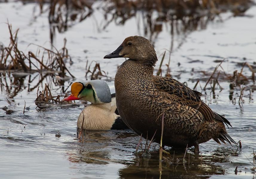 King Eider by Alexander Yakovlev, West Siberia - Birds of Eurasia
