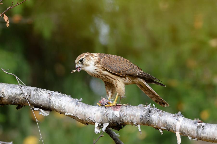 Merlin by Vladimir Kuzmin, West Siberia - Birds of Eurasia