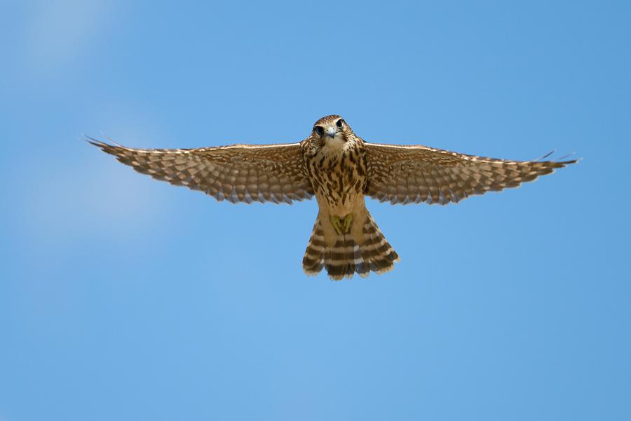 Merlin by Vladimir Kuzmin, West Siberia - Birds of Eurasia