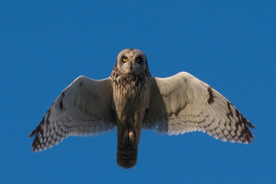 Short-eared Owl by Yuriy Kodrul, Ukraine - Birds of Eurasia