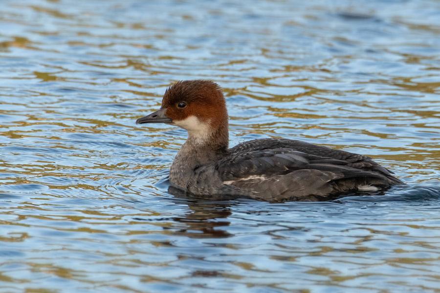 Smew by Dmytro Petrychenko, Ukraine - Birds of Eurasia