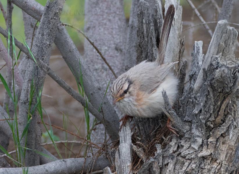 Streaked Scrub Warbler by Ilya Ukolov, Uzbekistan - Birds of Eurasia