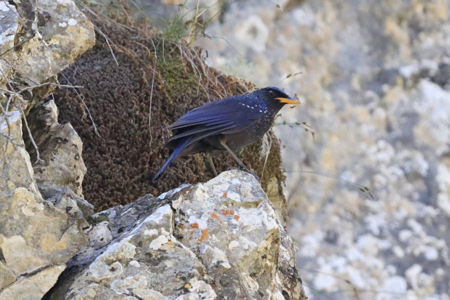 Blue Whistling Thrush by Andrey Ojegov, Uzbekistan - Birds of Eurasia